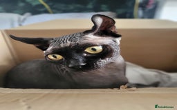 Sphynx cats for sale: 🌟 Sphynx Kittens – 5 Friendly Boys Ready Soon! 🌟 - Image 20