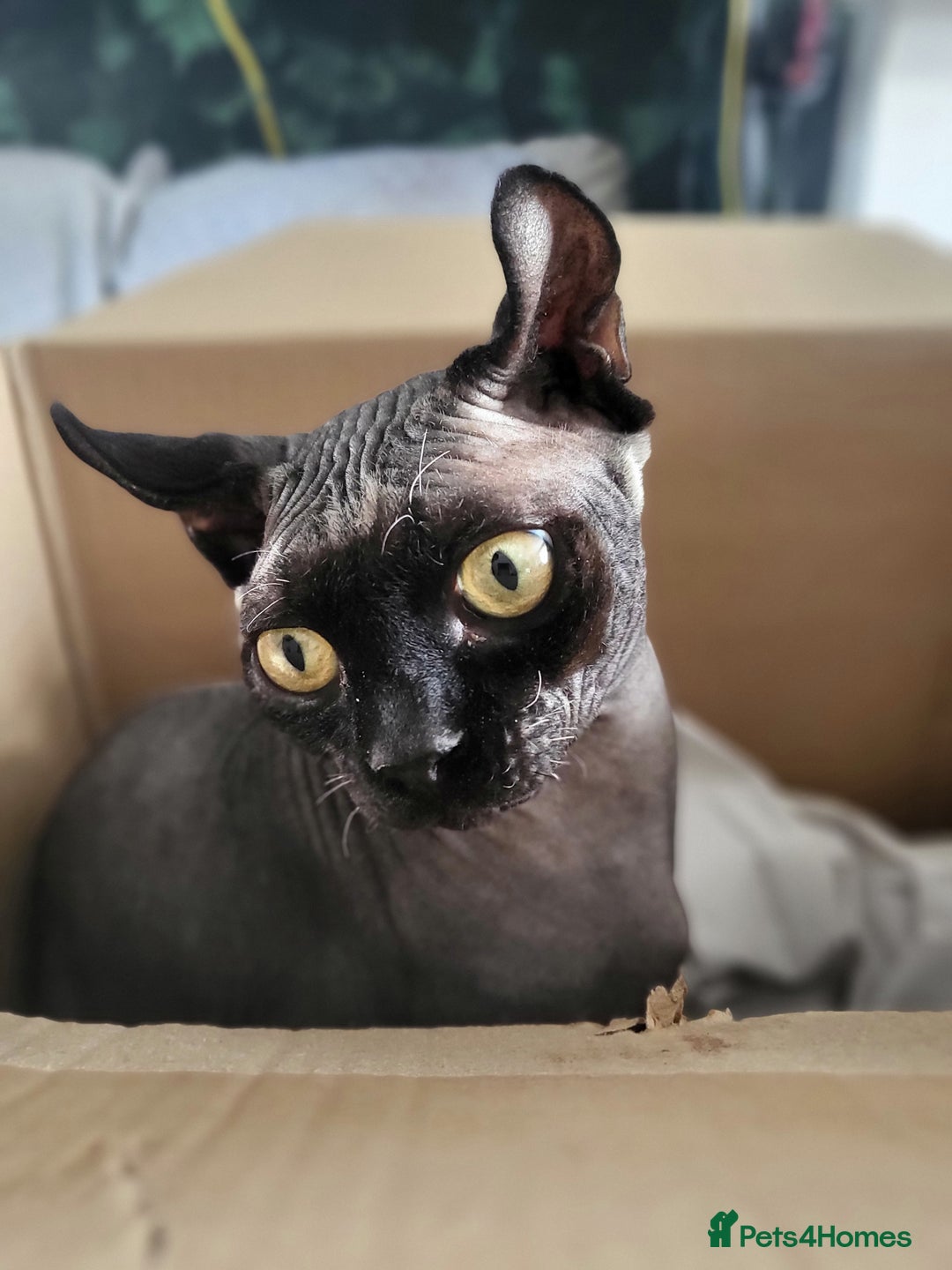 Sphynx cats for sale: 🌟 Sphynx Kittens – 5 Friendly Boys Ready Soon! 🌟 - Image 20