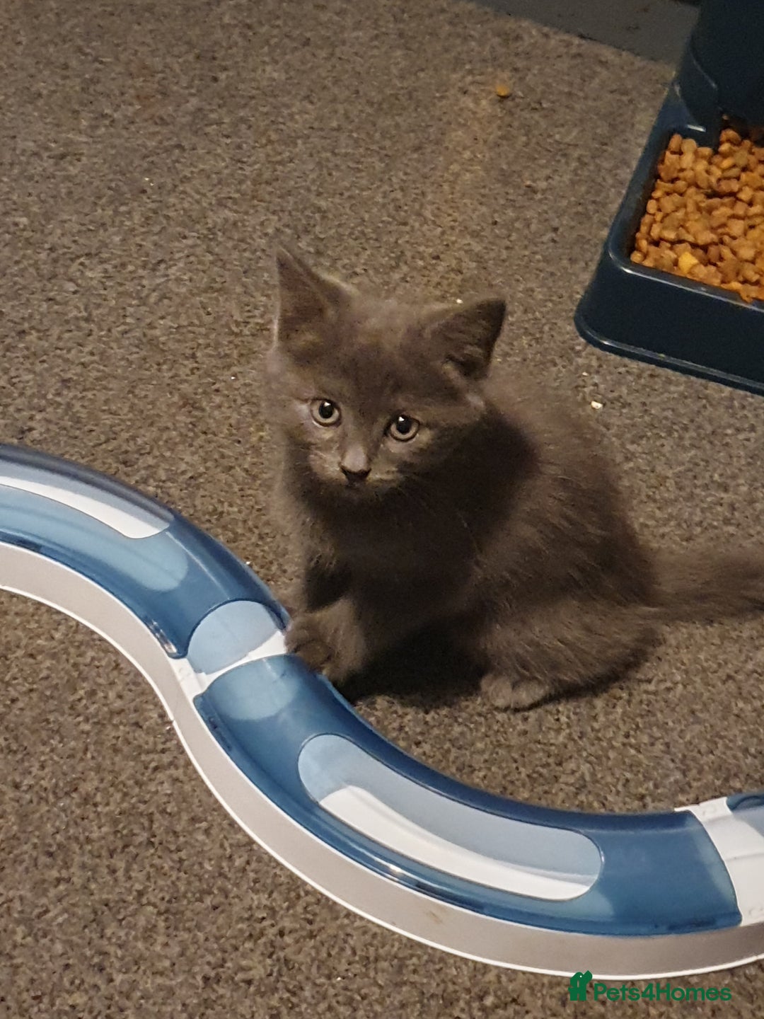 Domestic Shorthair cats for sale: Male kittens - Image 5