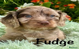 Cavapoo dogs for sale: Stunning Cavapoo babies  - Image 5
