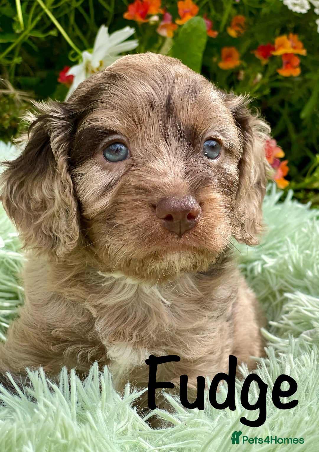 Cavapoo dogs for sale: Stunning Cavapoo babies  - Image 5