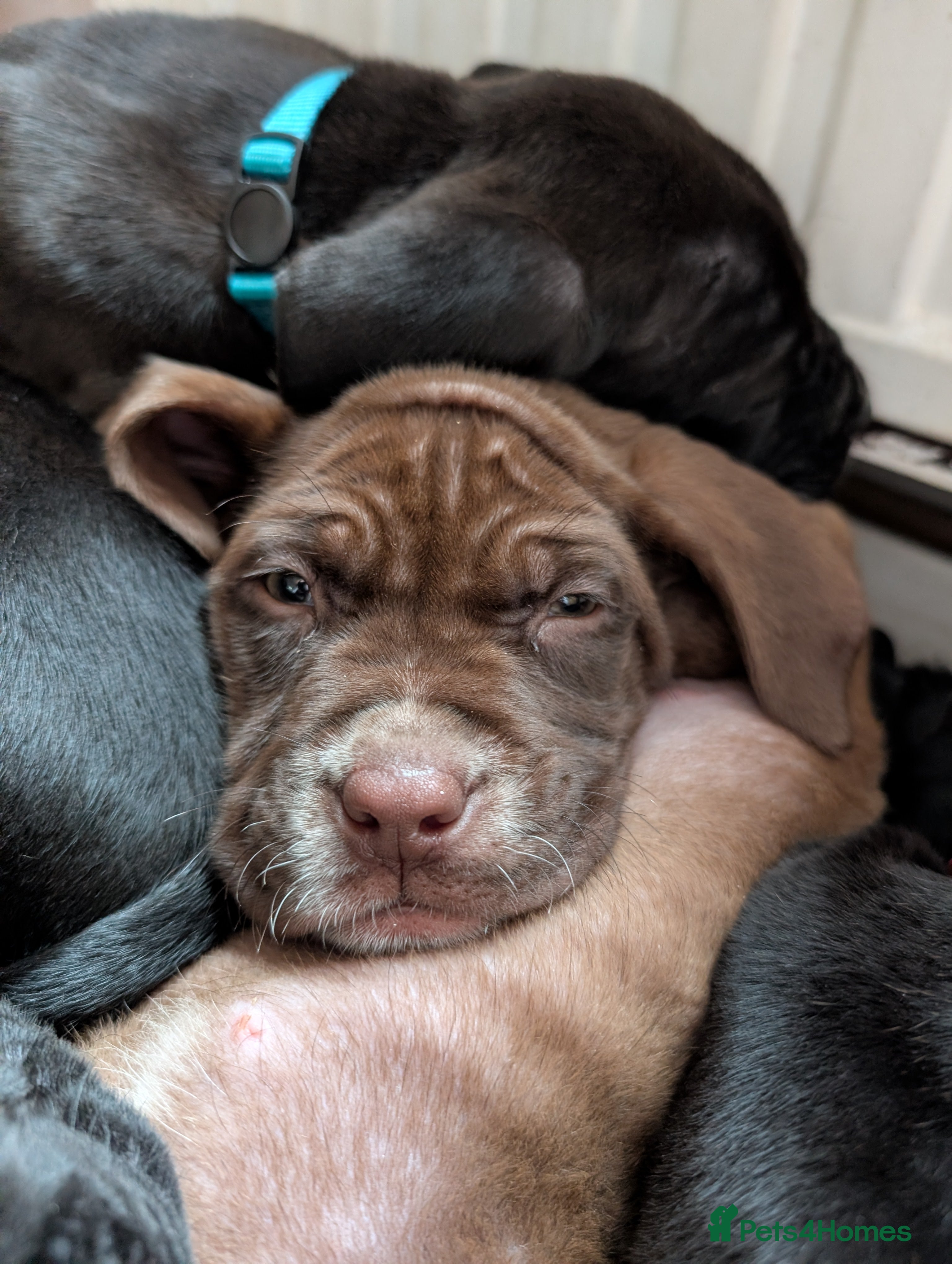 Mixed Breed dogs dog de bordeaux mixed cross dalmatian  - Advert 4