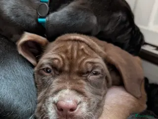 Mixed Breed dogs dog de bordeaux mixed cross dalmatian - Advert 4