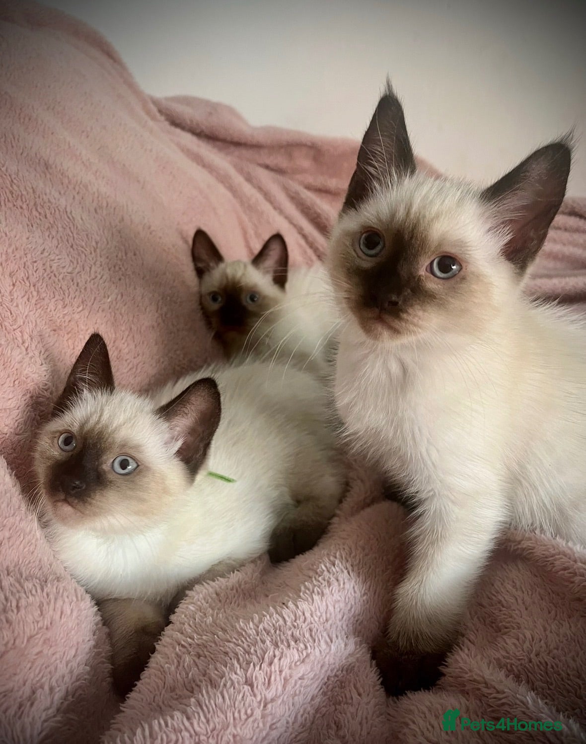 Siamese cats Beautiful Siamese x Ragdoll Kittens - Advert 11