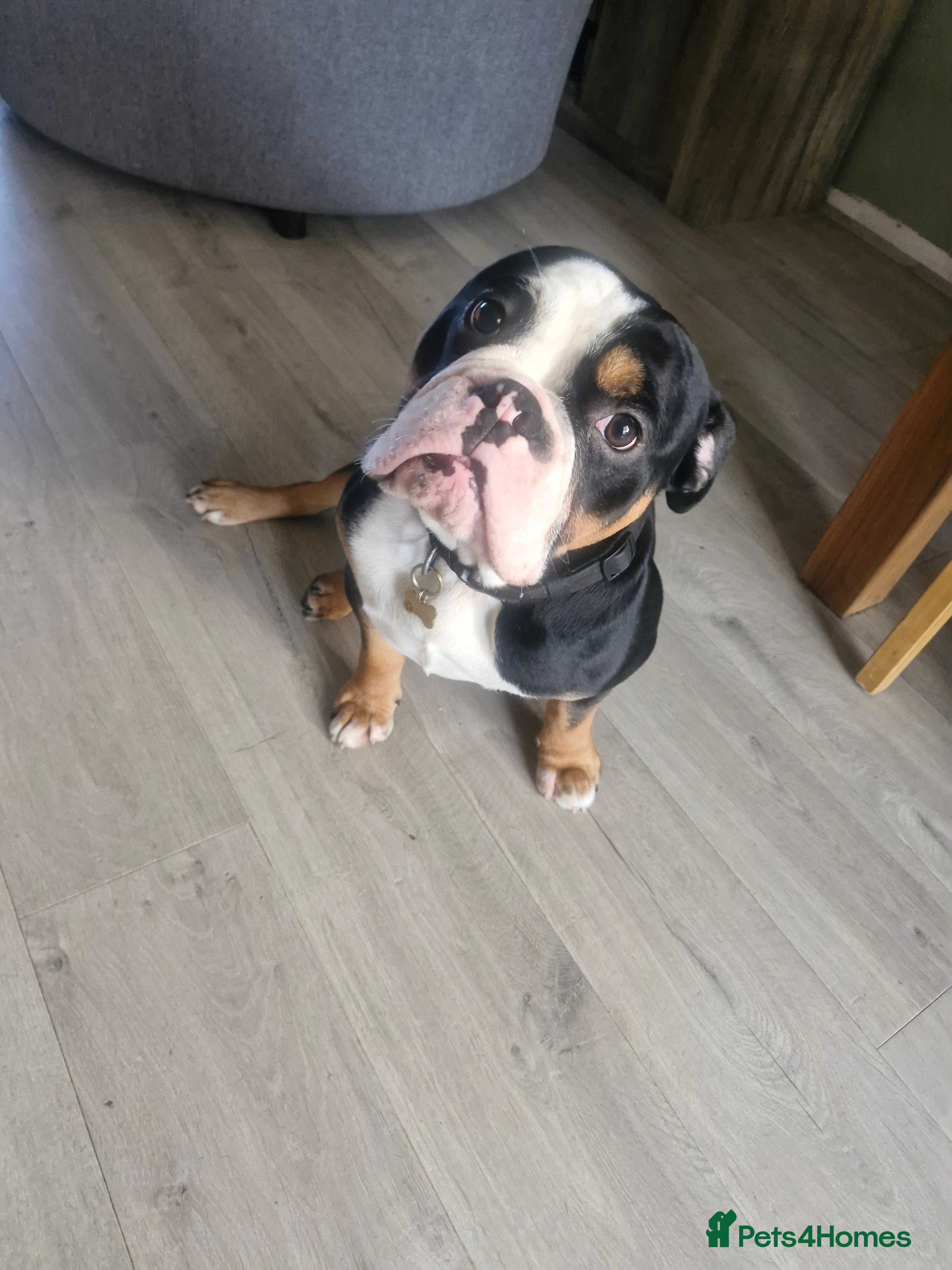 Mixed Breed dogs Presley - Advert 2