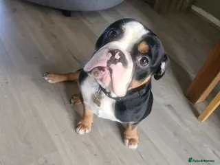 Mixed Breed dogs Presley - Advert 2