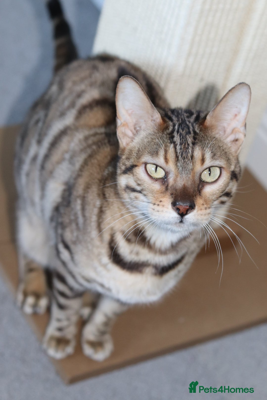 Bengal cats for sale: Imported Seal Sepia Bengal Queen– Proven – Active - Advert 15