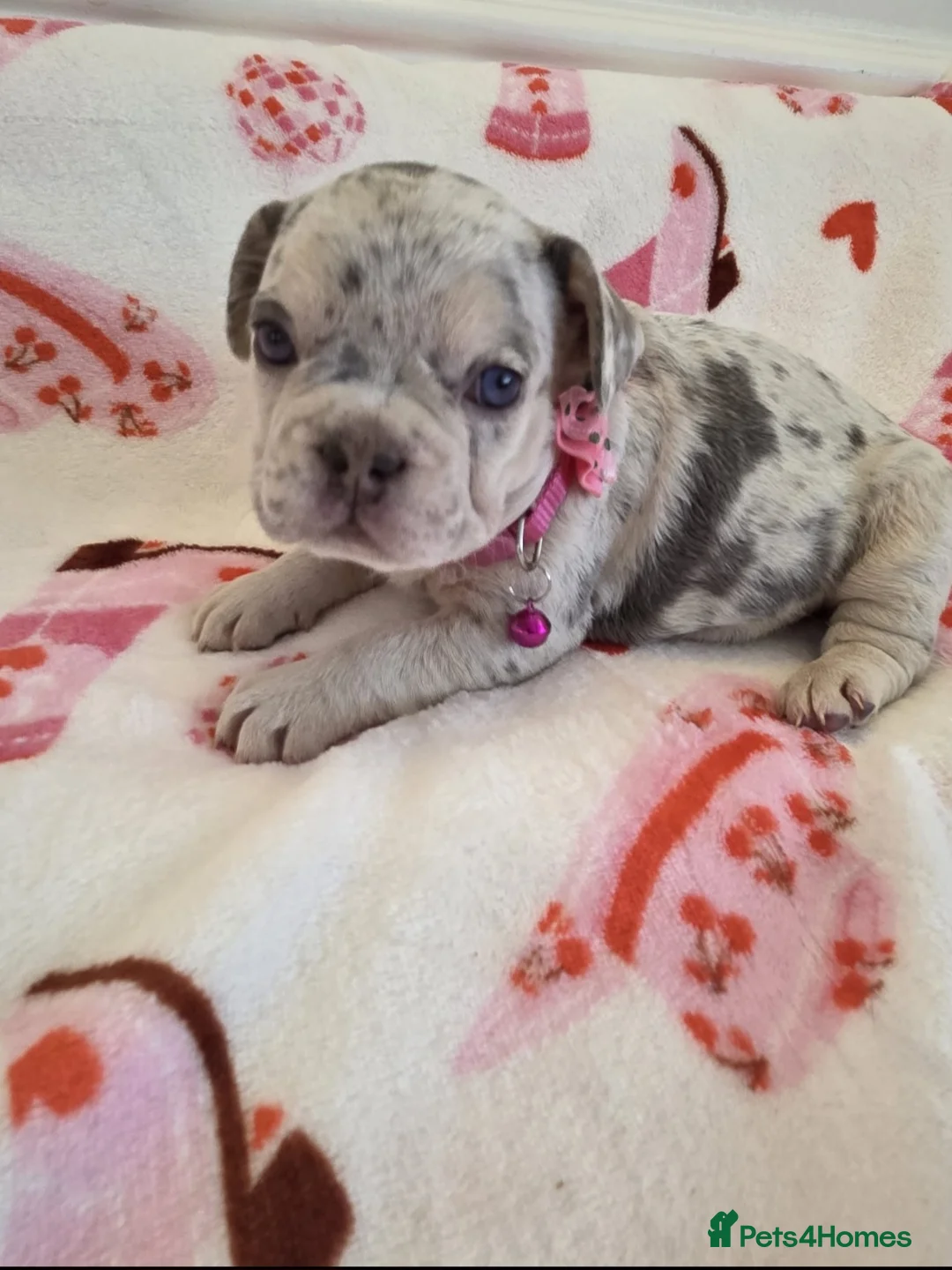 French Bulldog dogs for sale: Beautiful Frenchie puppies - Advert 9