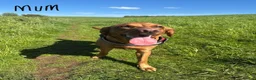 Labrador Retriever dogs for sale: KC Registered Fox Red Labrador Puppy - Advert 3