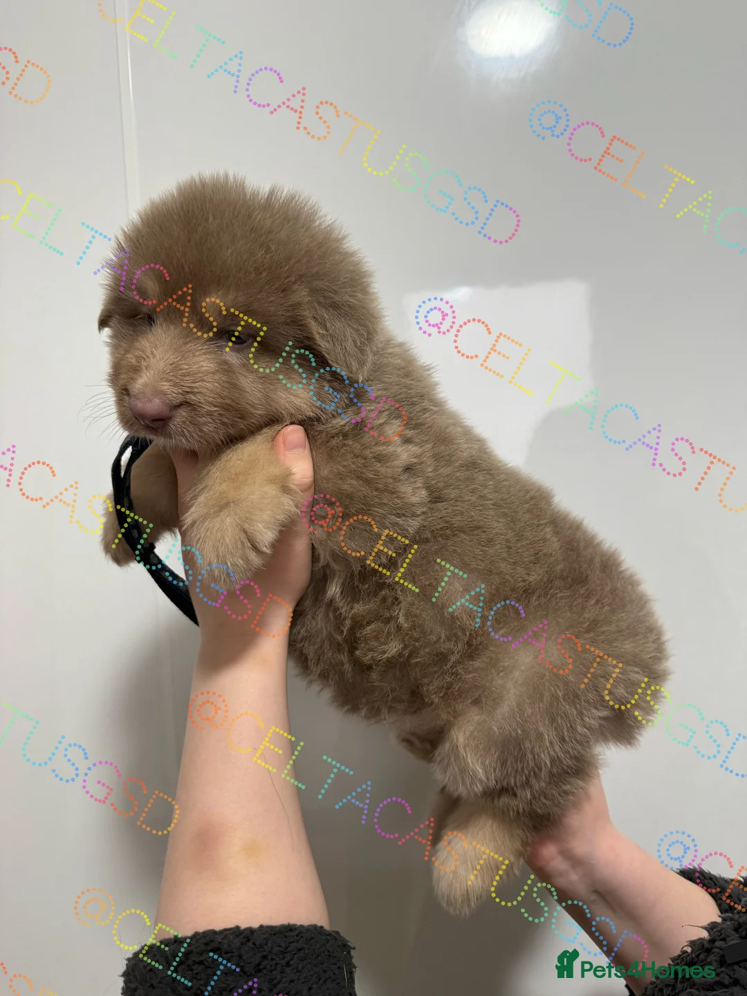 German Shepherd dogs for sale: Kcreg white blue and Isabella German shepherd pups - Advert 10