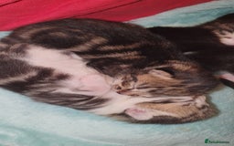 Mixed Breed cats for sale: 7 weeks old kittens  - Image 5