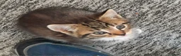 Mixed Breed cats for sale: Beautiful kittens - Advert 10