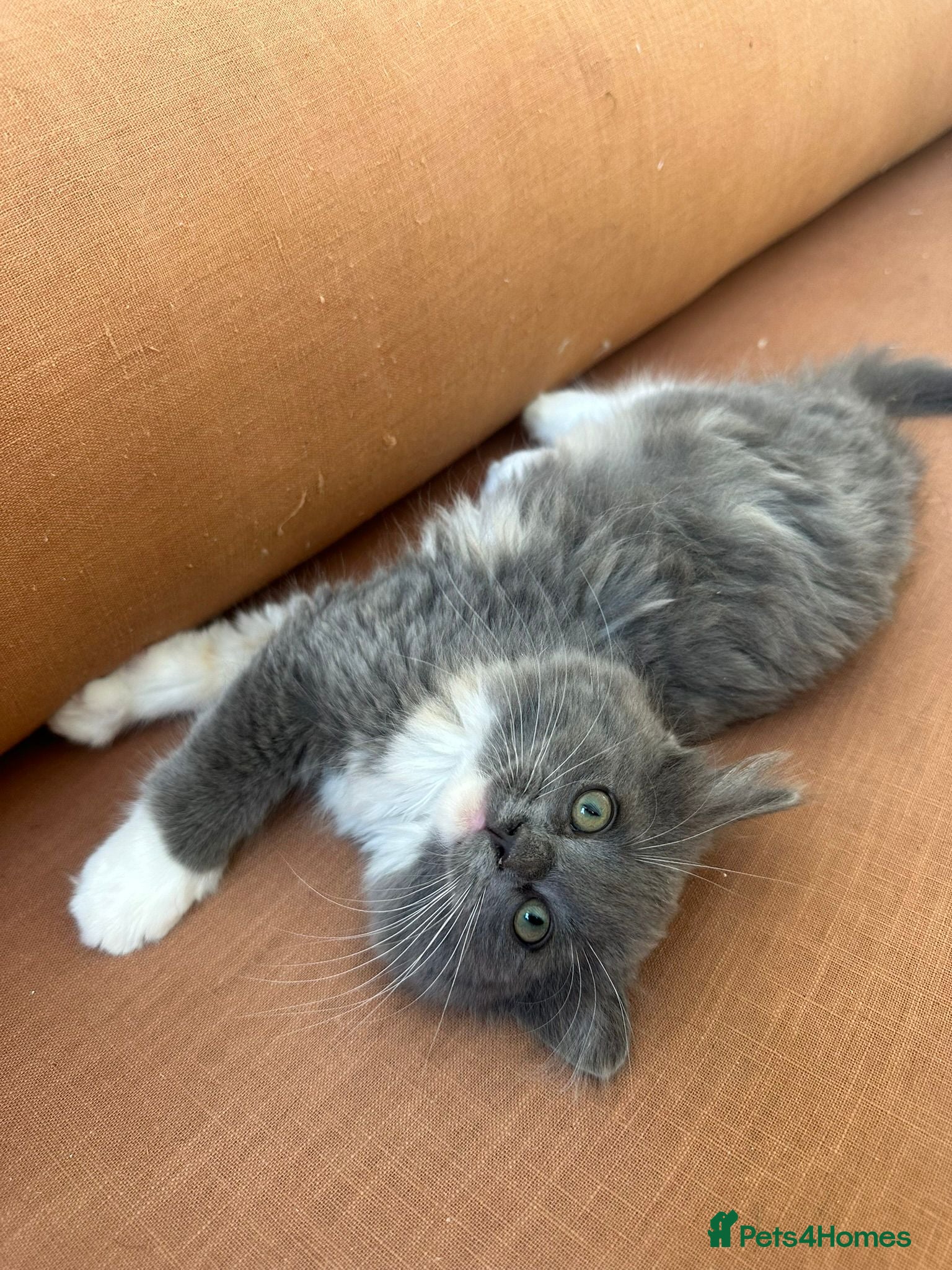 Ragdoll cats Rare 3/4 Ragdoll Kittens ultimate Lap-catss - Advert 2