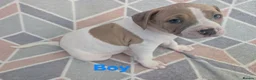 American Bulldog dogs for sale: American bulldogs  - Advert 16
