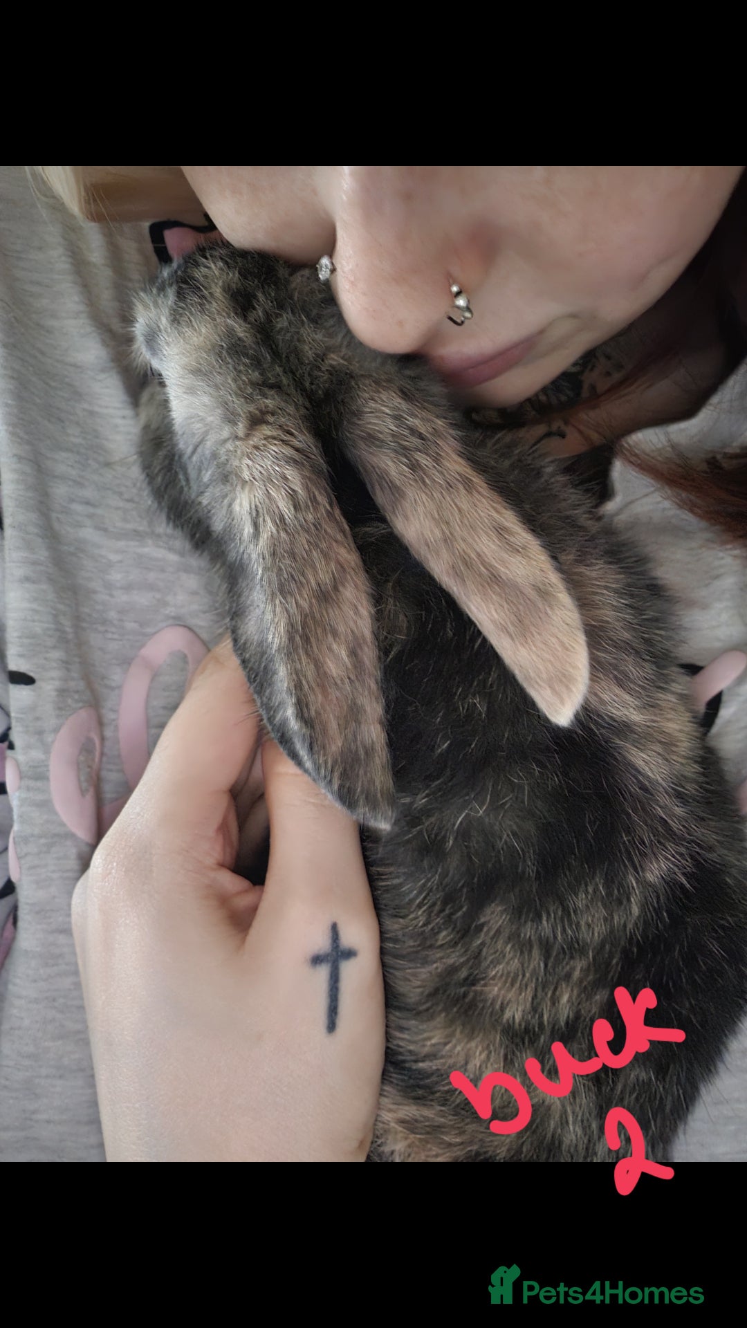 Harlequin rabbits for sale: URGENT 3 bunnies needing rehome 🫶♥️ - Advert 3