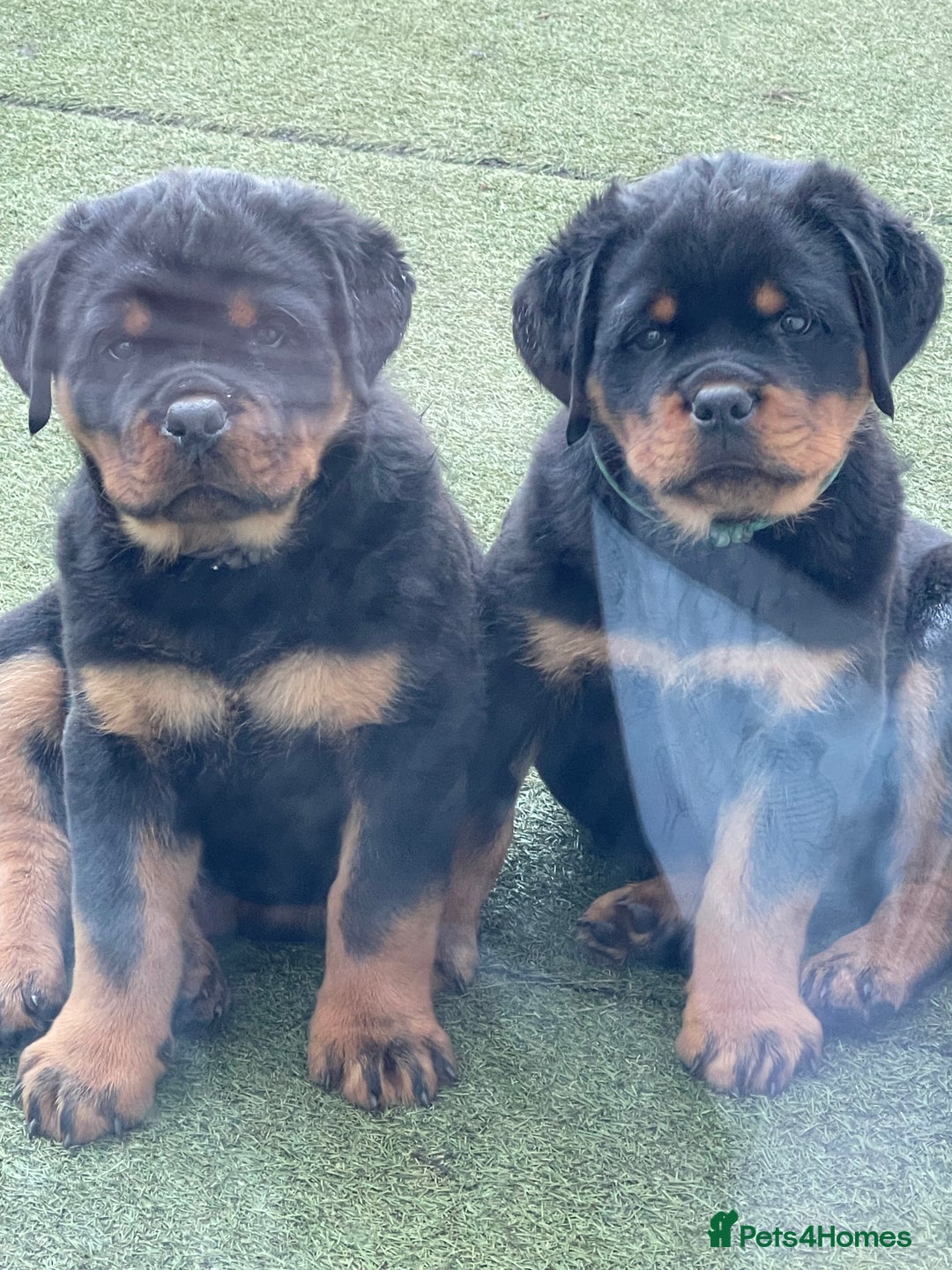 Rottweiler dogs for stud: ABSOLUTELY BEAUTIFUL KC Health Tested *FOR STUD* in Mansfield - Advert 20