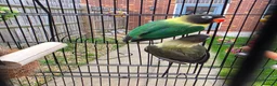 Lovebirds birds for sale: Pair of love birds with cage and other accessories - Advert 5