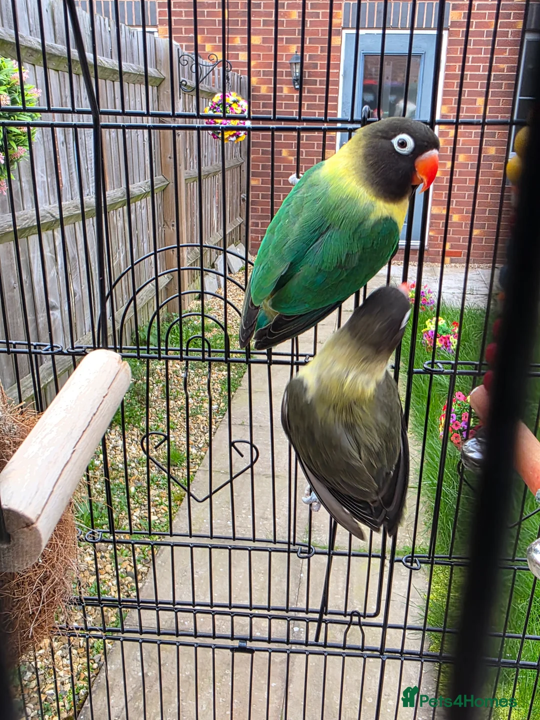 Lovebirds birds for sale: Pair of love birds with cage and other accessories - Advert 5