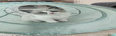 Ragdoll 1