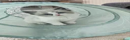 Ragdoll cats for sale: Purebred Pedigree Ragdoll kittens - Advert 13