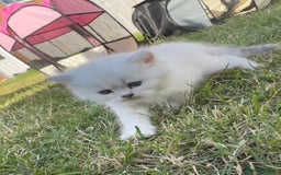 British Longhair cats for sale: 6 Adorable British ShortHair X LongHair kittens .  - Image 28