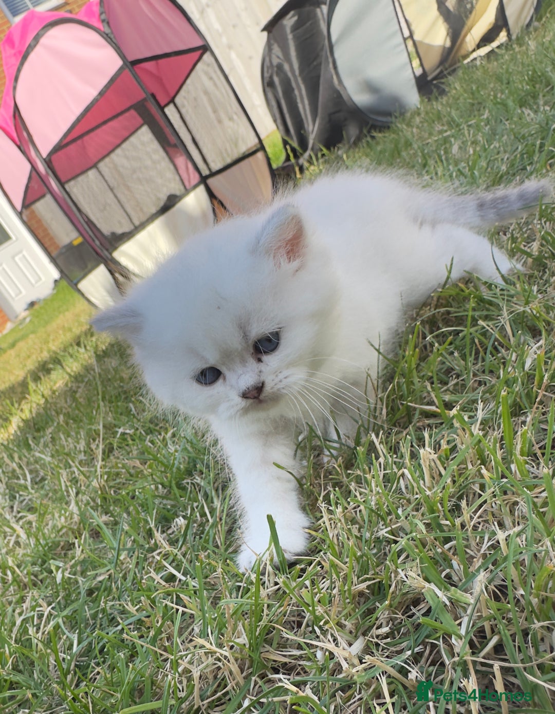 British Longhair cats for sale: 6 Adorable British ShortHair X LongHair kittens .  - Image 28