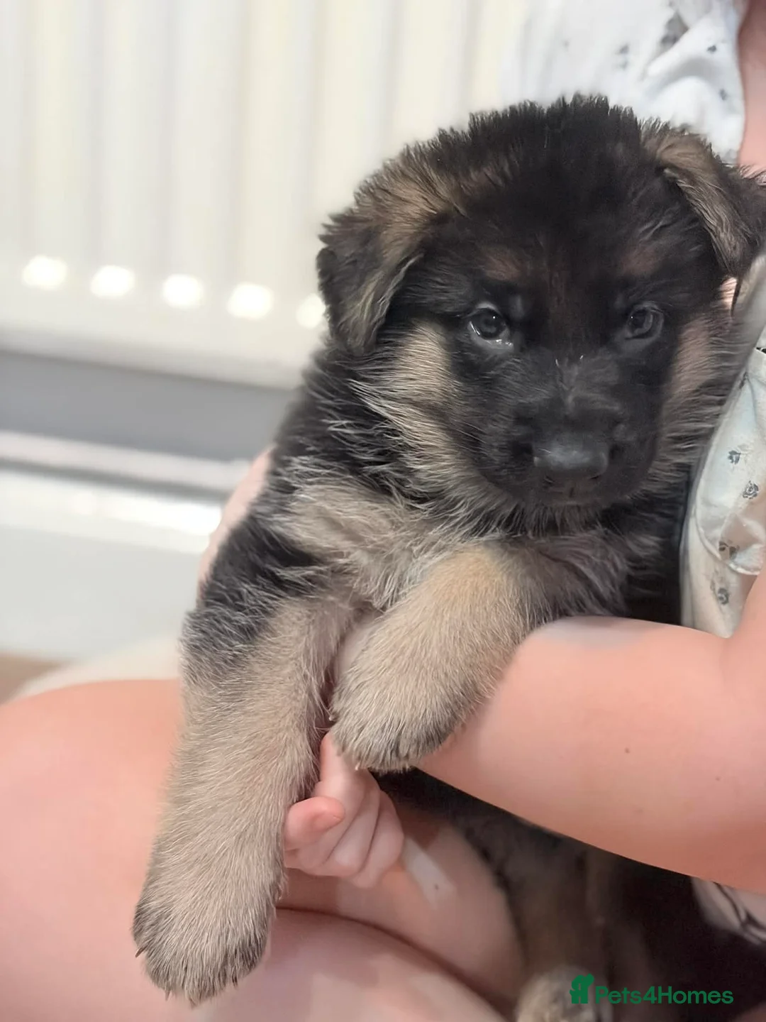 German Shepherd dogs for sale: German shepherd puppies for sale  - Advert 1