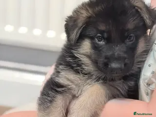German Shepherd dogs German shepherd puppies for sale - Advert 4