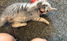 Mixed Breed cats for sale: Silver/grey tabby kitten  - Image 5