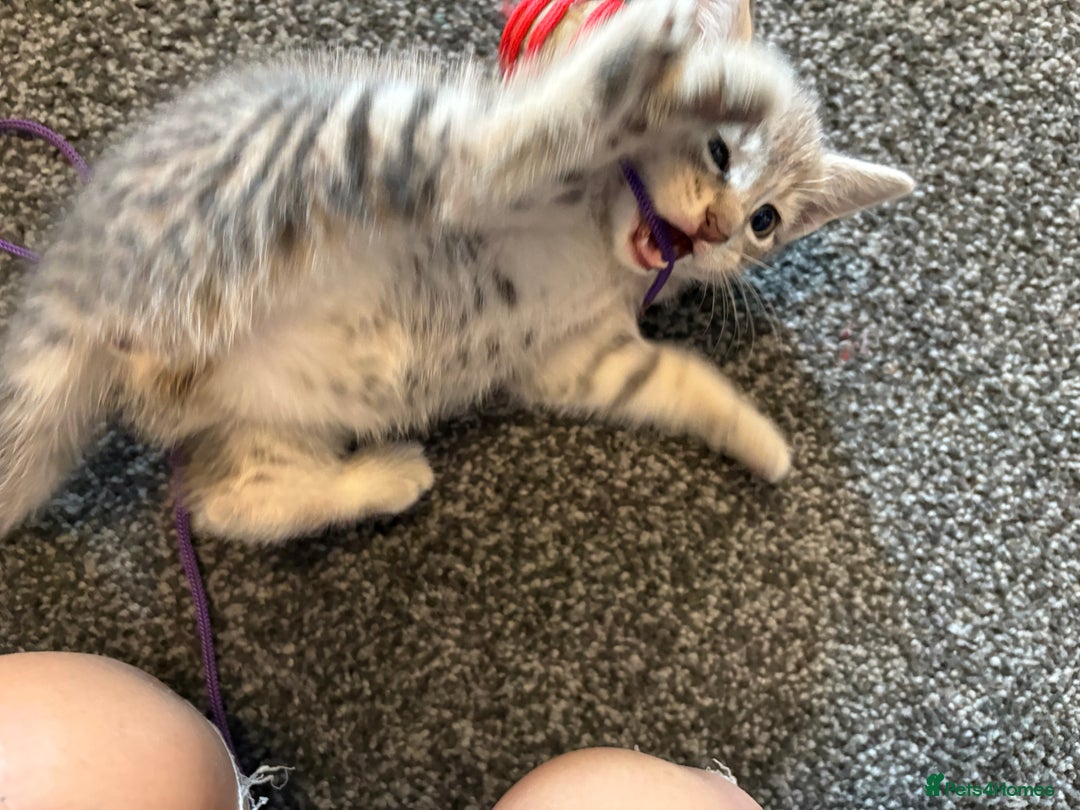 Mixed Breed cats for sale: Silver/grey tabby kitten  - Image 5