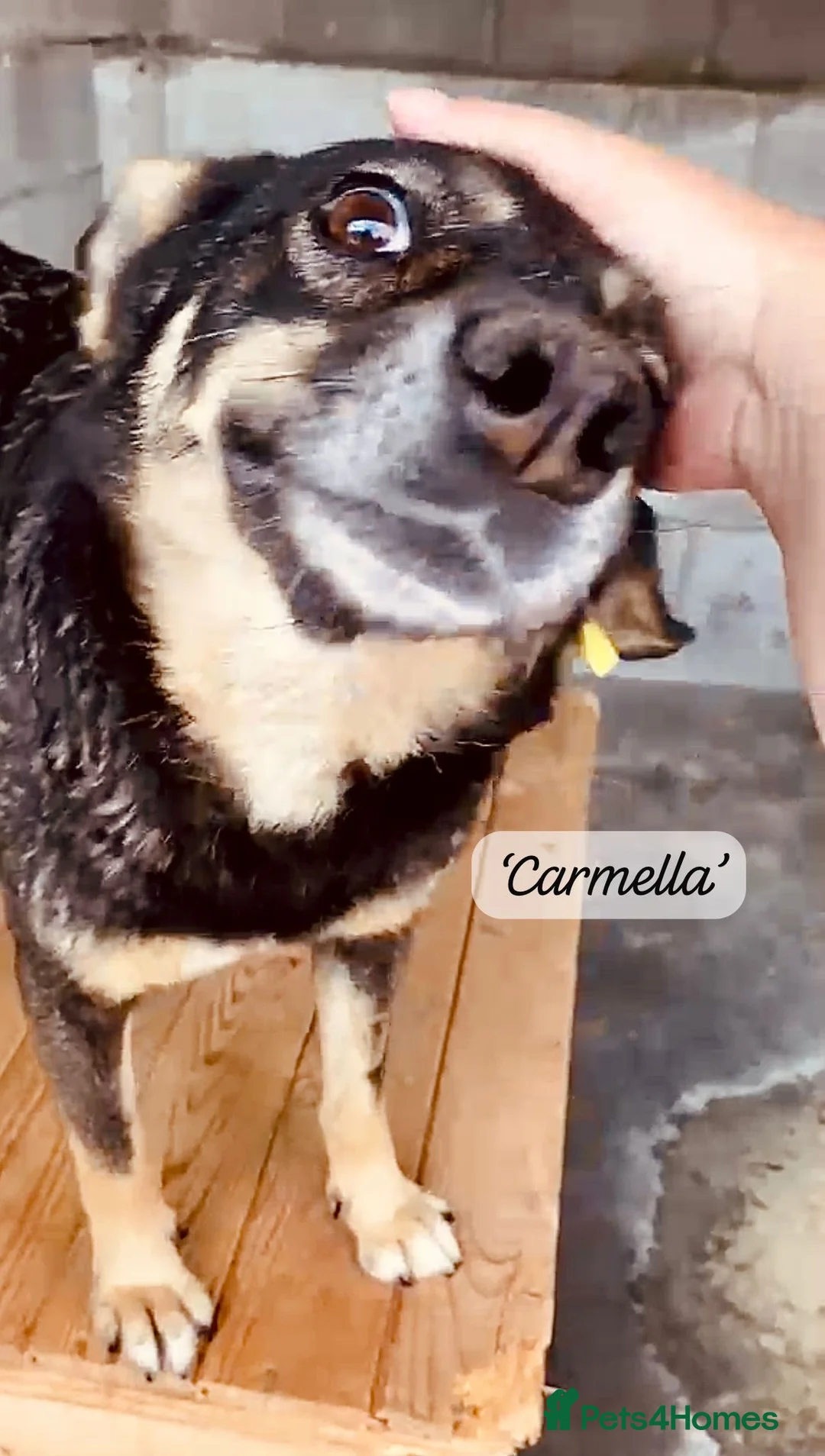 Mixed Breed dogs for adoption: Carmella, 8yr Golden Oldie, available for adoption - Advert 2