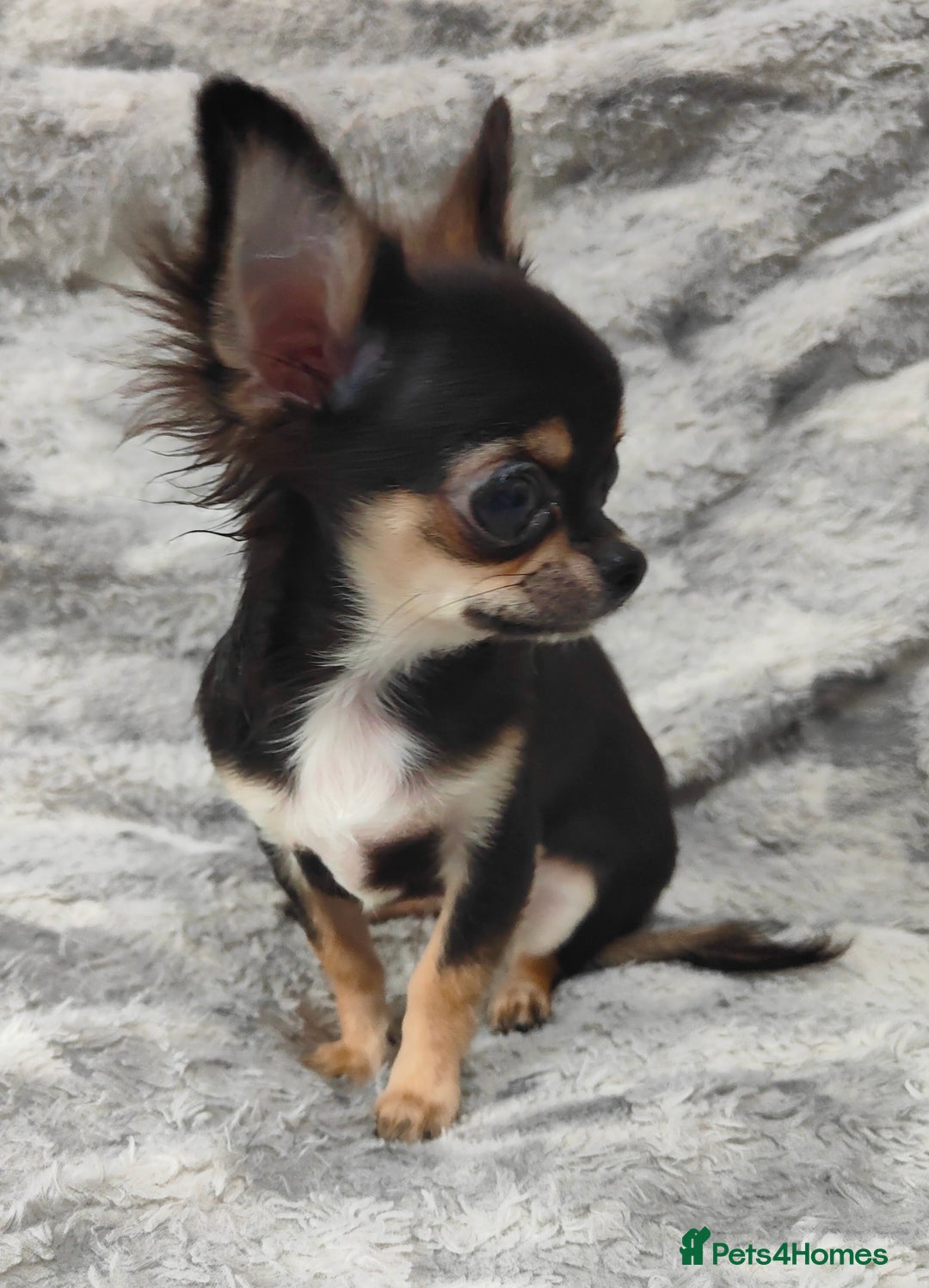 Chihuahua dogs for sale: Amazing Quality Long Coat Chihuahua puppies - Advert 27