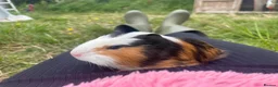 Guinea Pig rodents for sale: Beautiful guinea pigs  - Advert 18