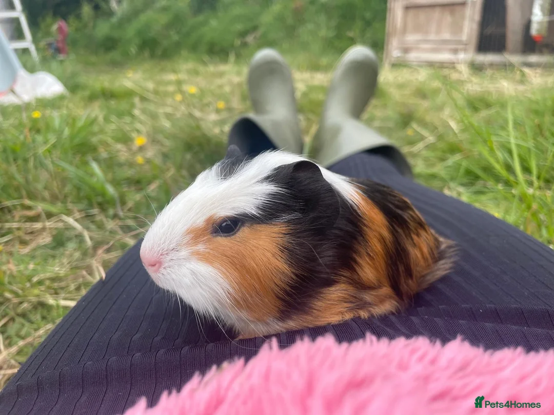 Guinea Pig rodents for sale: Beautiful guinea pigs  - Advert 18