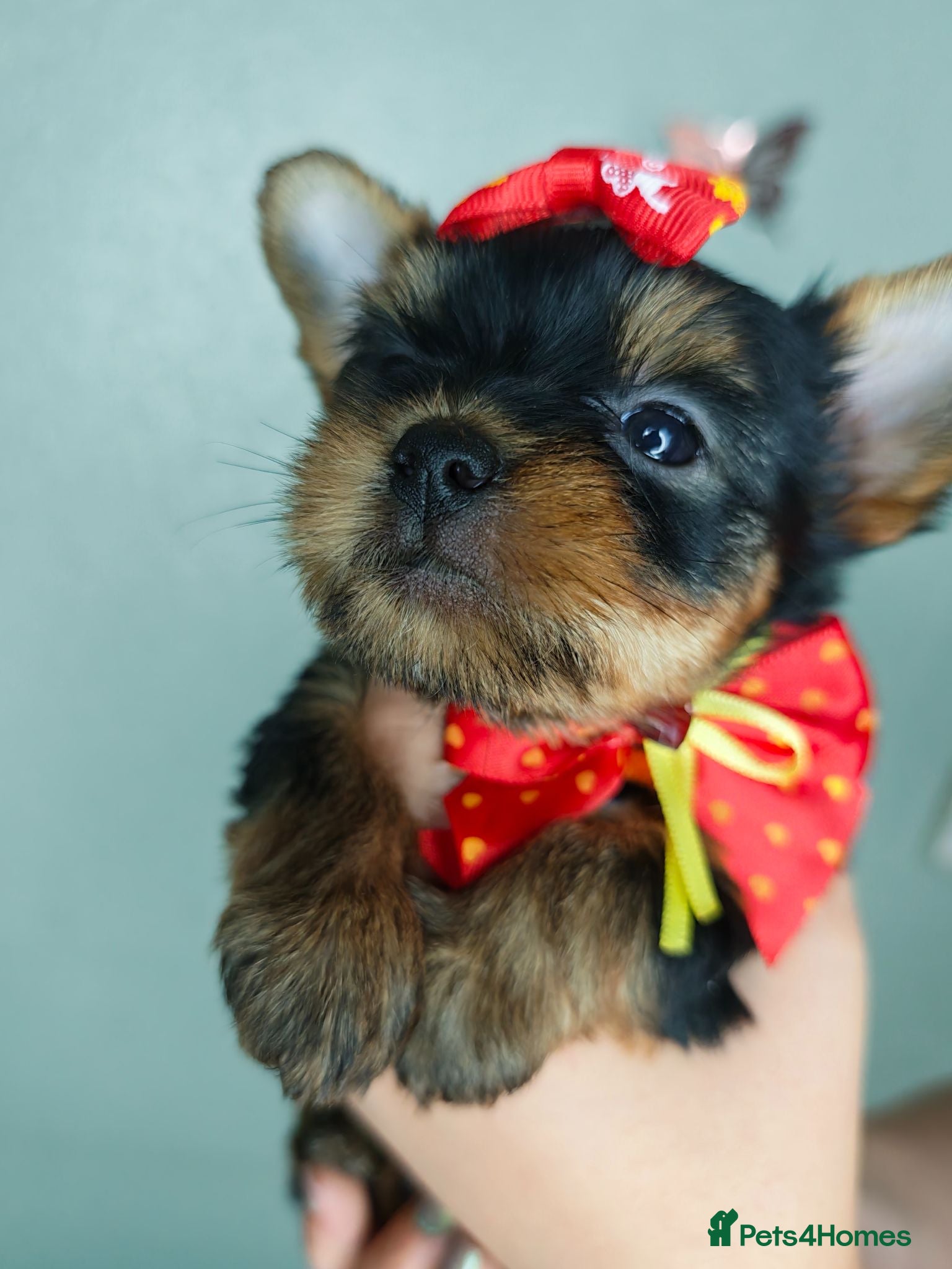 Yorkshire Terrier dogs ✨Beautiful Yorkies✨ - Advert 4