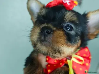 Yorkshire Terrier dogs ✨Beautiful Yorkies✨ - Advert 1