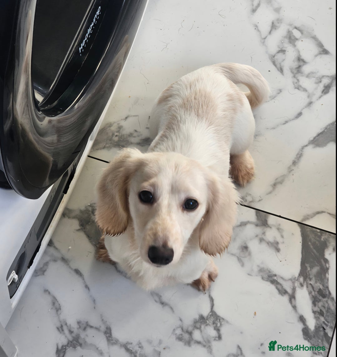 Miniature Dachshund dogs for sale: Miniature Dachshund cream piebald long-haired  - Advert 10