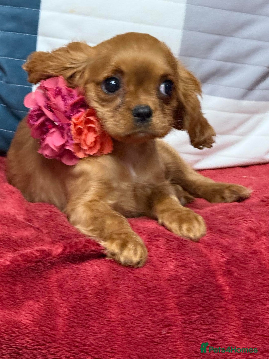 Cavalier King Charles Spaniel dogs for sale: Cavalier king Charles  Ruby's puppy's   - Image 30