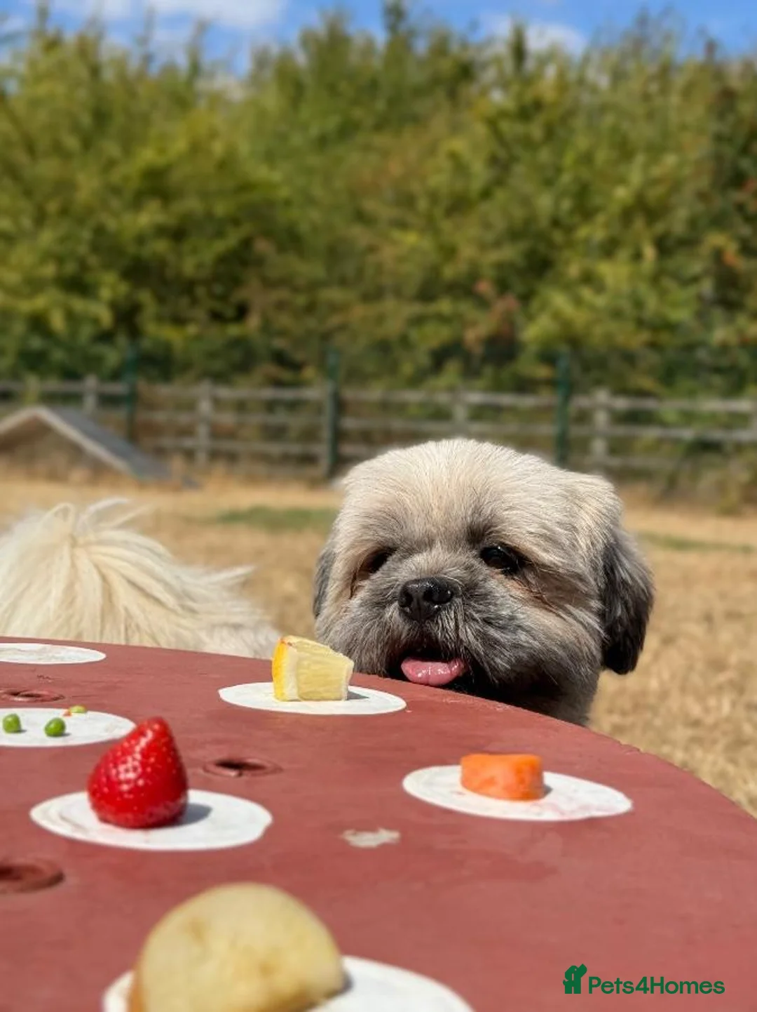 Lhasa Apso dogs for stud: Lhasa Apso for Stud - Advert 3