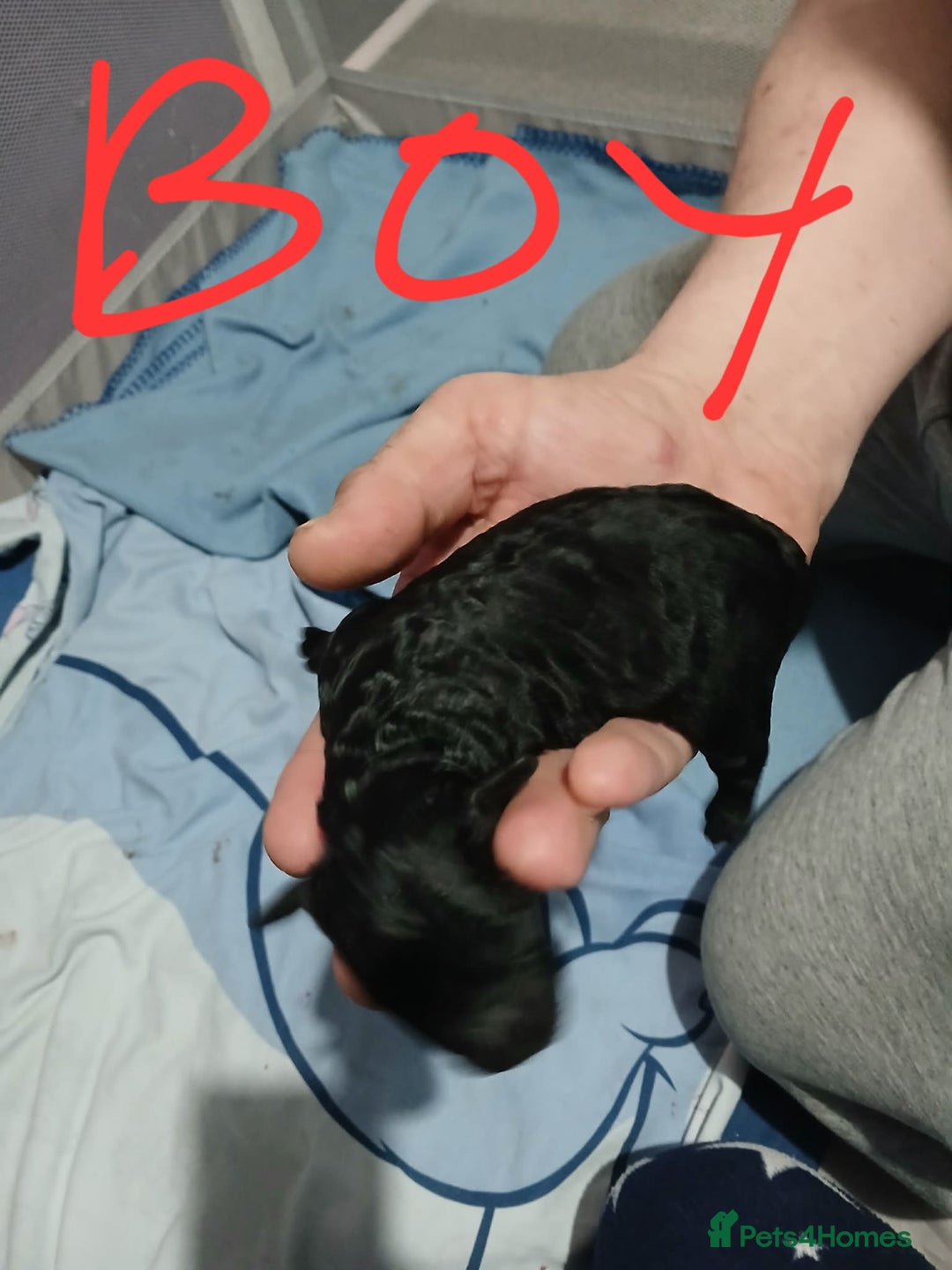 Cockapoo dogs for sale: 5 f1b miniature cockapoos  - Advert 3