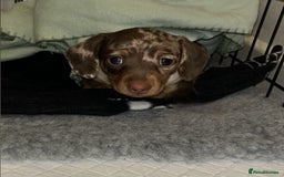 Dachshund dogs for adoption: Stunning Dachsund  - Image 4