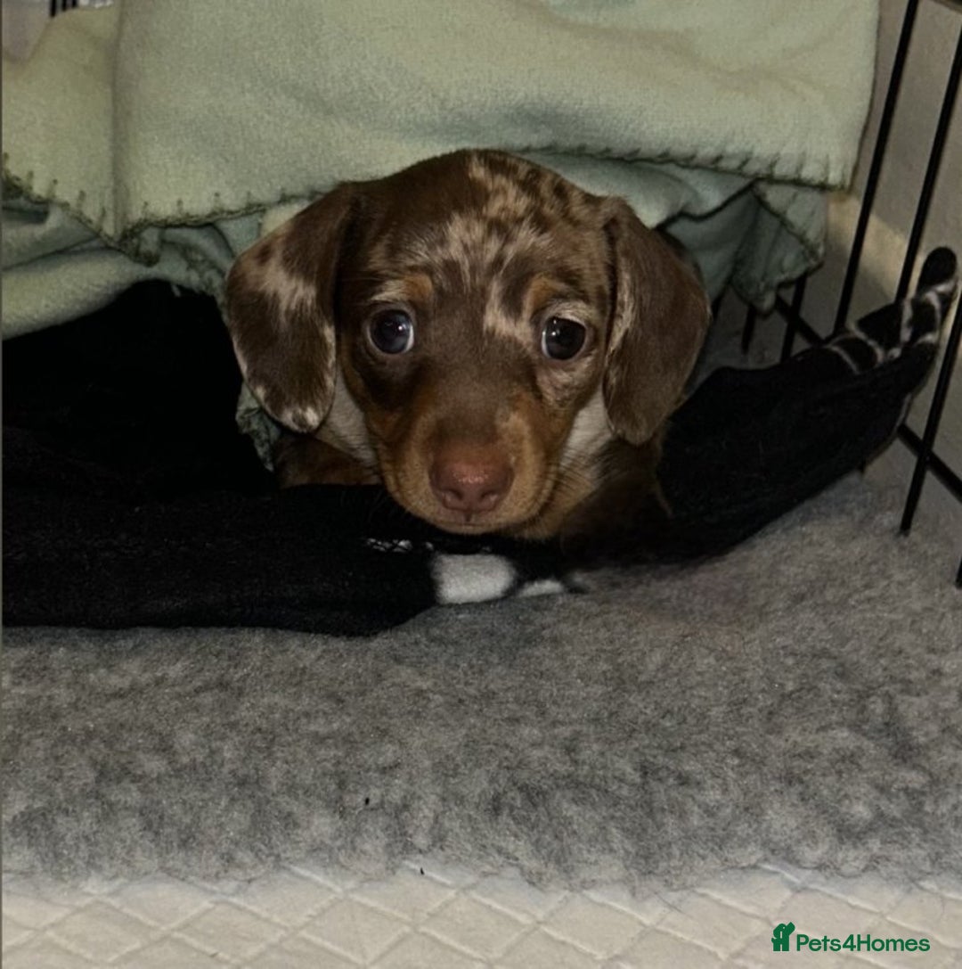 Dachshund dogs for adoption: Stunning Dachsund  - Image 4