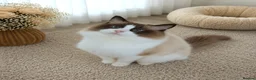 Ragdoll cats for sale: ✨ Exceptional Ragdolls,a distinguished lineage ✨ - Advert 12