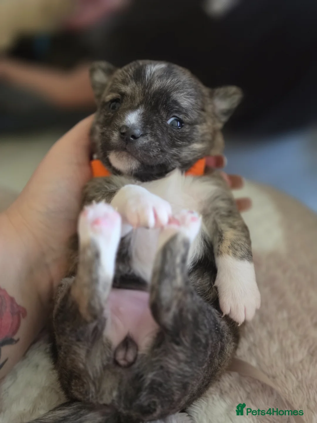 Chihuahua dogs for sale: Brindle Chihuahua Puppies - Advert 1