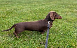 Dachshund dogs for stud: Chocolate and tan standard smooth haired dachshund - Image 7