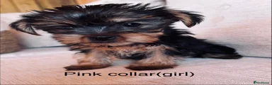 Yorkshire Terrier 3