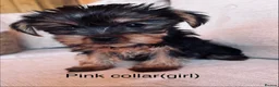 Yorkshire Terrier dogs for sale: Tiny Yorkshire terrier puppies  - Advert 7