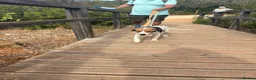 Mixed Breed dogs for adoption: Cute Hector - Advert 21