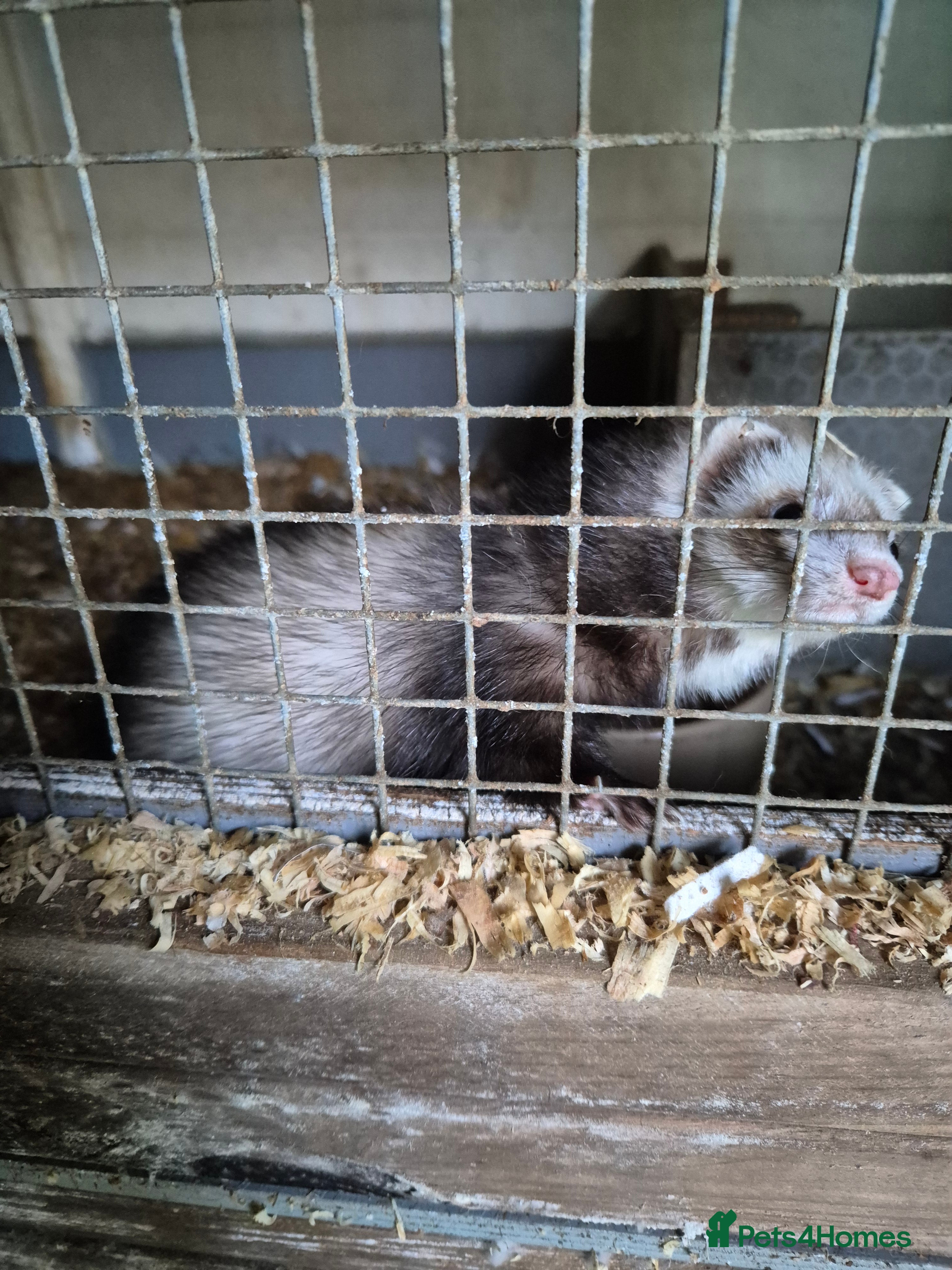 Ferret rodents Micro ferrits - Advert 1