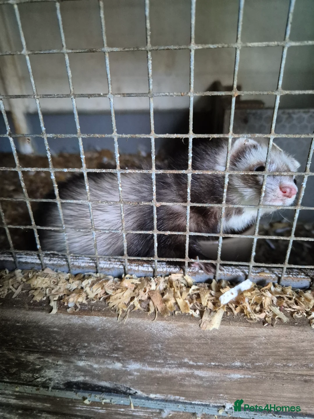Ferret rodents for sale: Micro ferrits - Advert 1